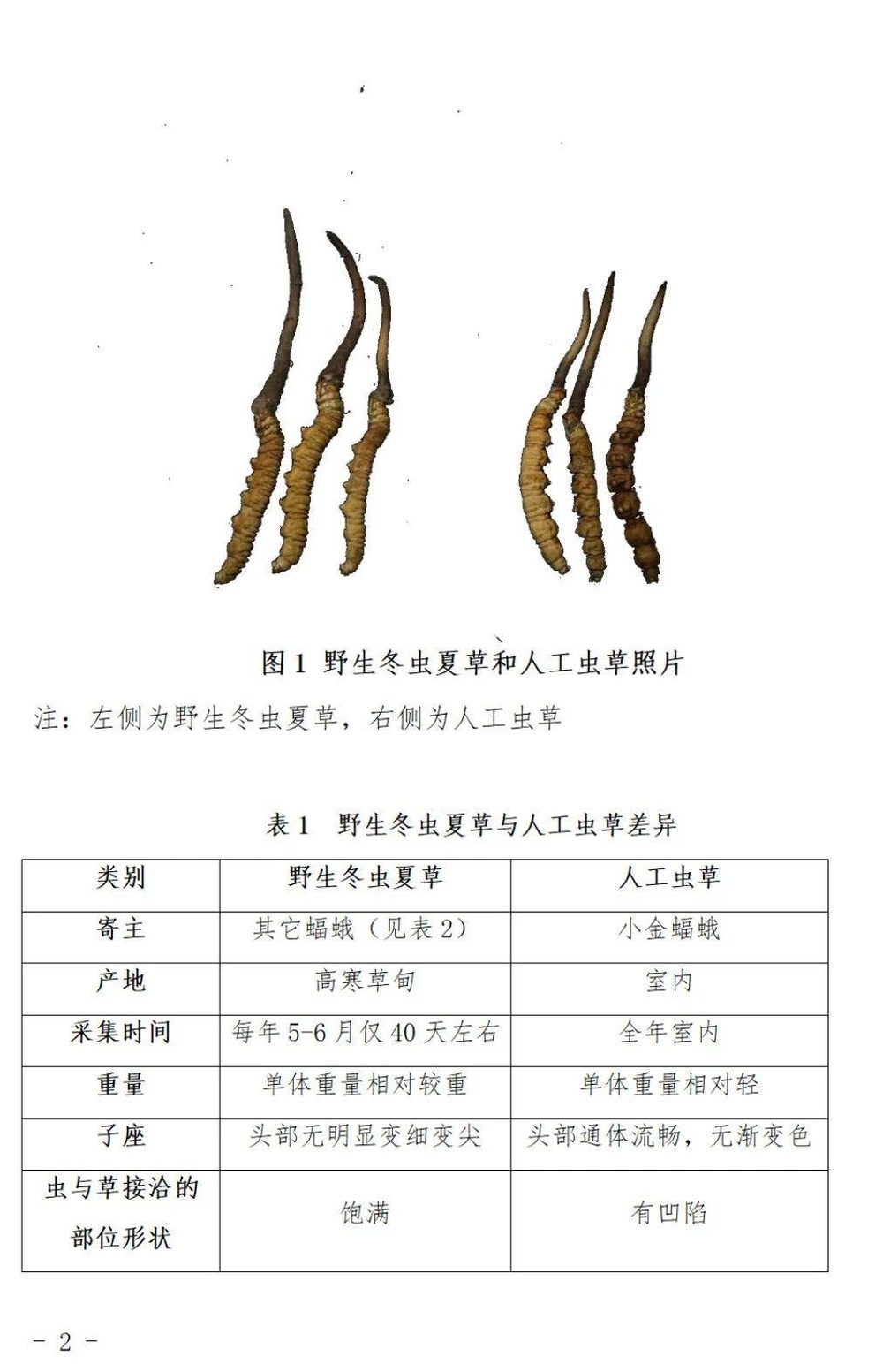 野生冬虫夏草鉴别指南（第一版） 第 4 页